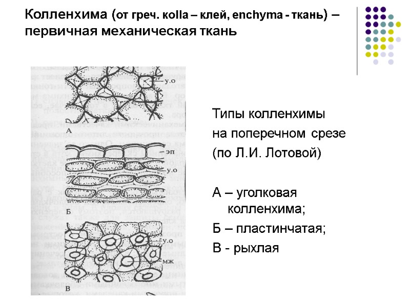 Колленхима (от греч. кolla – клей, enchyma - ткань) – первичная механическая ткань 